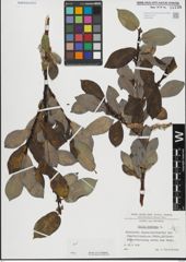 Foto von Salix hastata L.